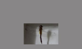 蜻蜓