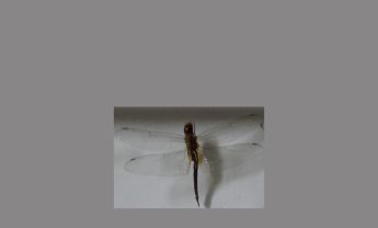蜻蜓