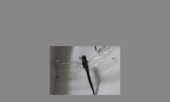 蜻蜓