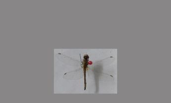 蜻蜓