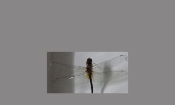 蜻蜓
