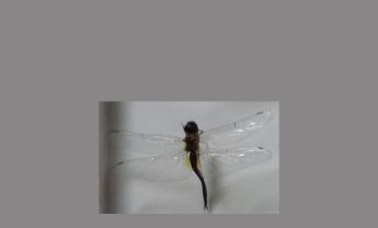 蜻蜓