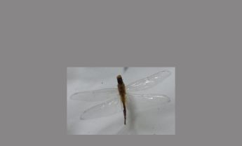 蜻蜓