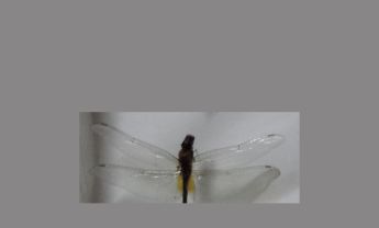 蜻蜓