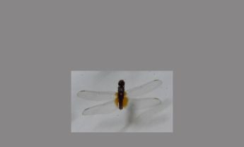 蜻蜓
