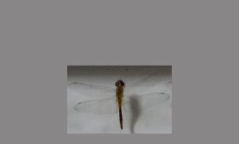 蜻蜓