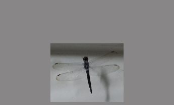 蜻蜓