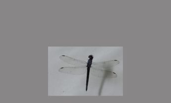 蜻蜓