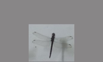 蜻蜓