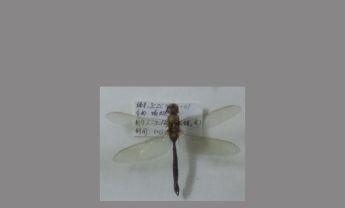蜻蜓