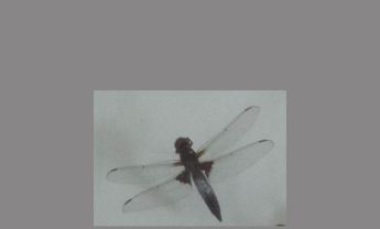 蜻蜓