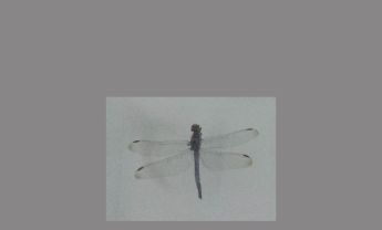 蜻蜓