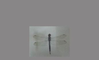 蜻蜓