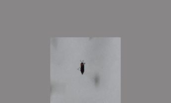 甲虫