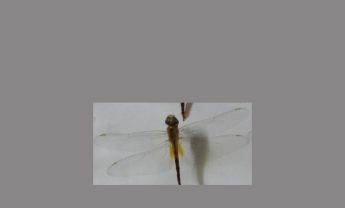 蜻蜓