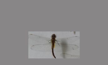 蜻蜓