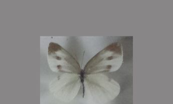 粉蝶