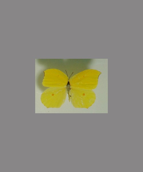 迁粉蝶指名亚种