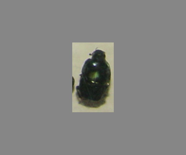 蜣螂