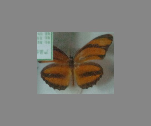 环袖蝶