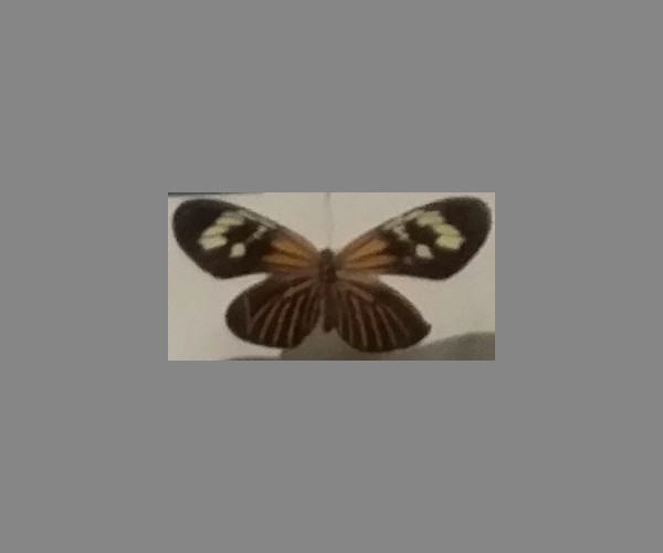 袖蝶科