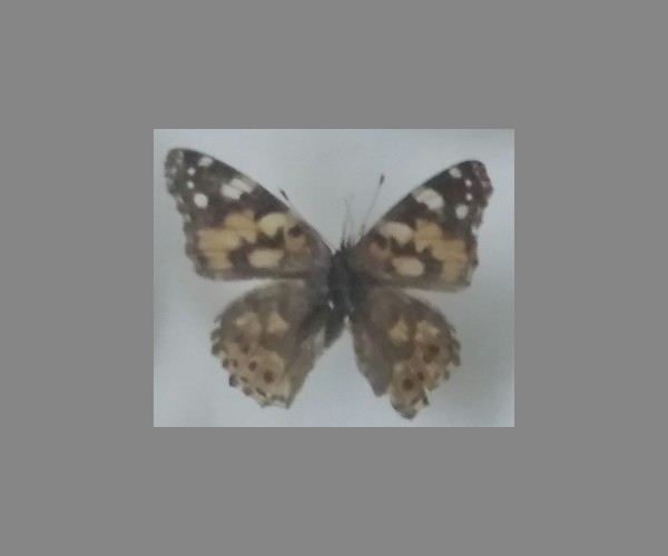小红蛱蝶