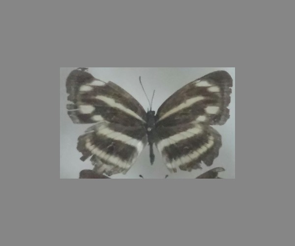 蛱蝶
