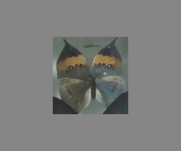 枯叶蛱蝶