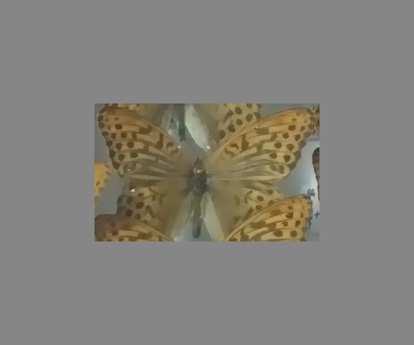 绿豹蛱蝶