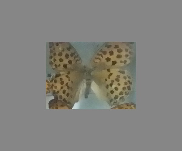 云豹蛱蝶