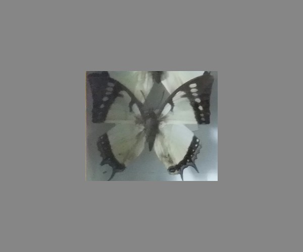 针尾蛱蝶