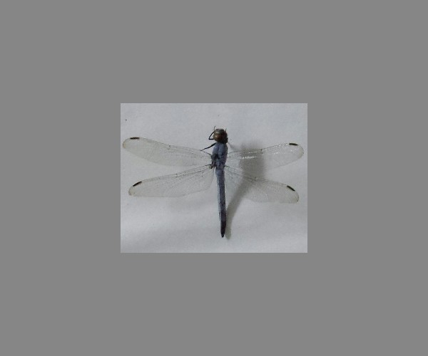 蜻蜓