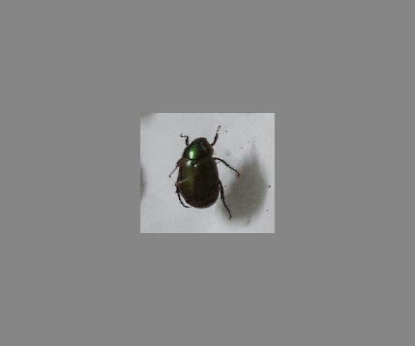 铜绿金龟子