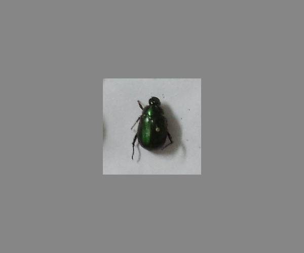 铜绿金龟子
