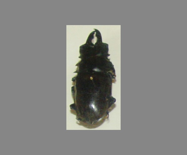 锹甲