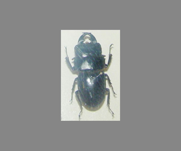 锹甲