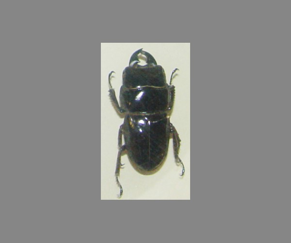 锹甲