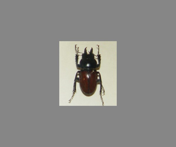 锹甲