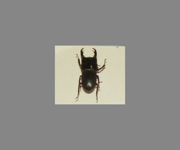 锹甲