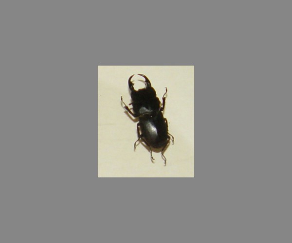 锹甲