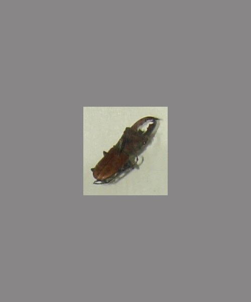 锹甲
