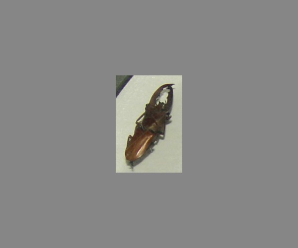 锹甲