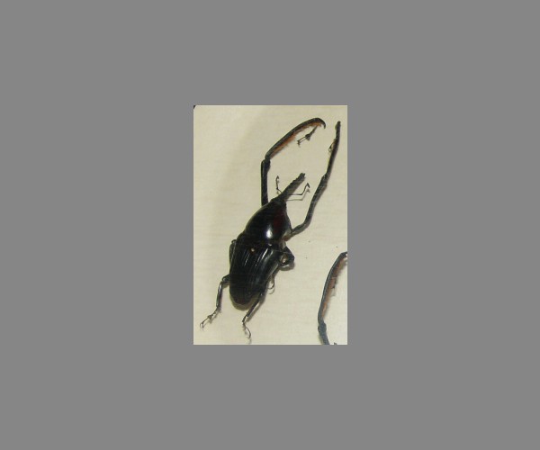 象鼻虫