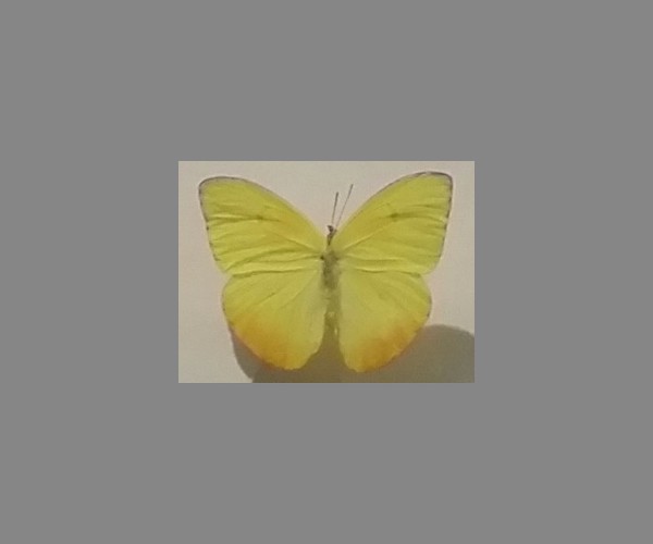 粉蝶科