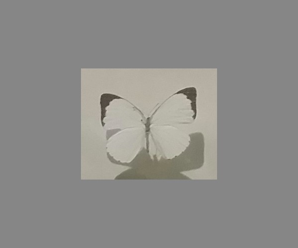粉蝶科