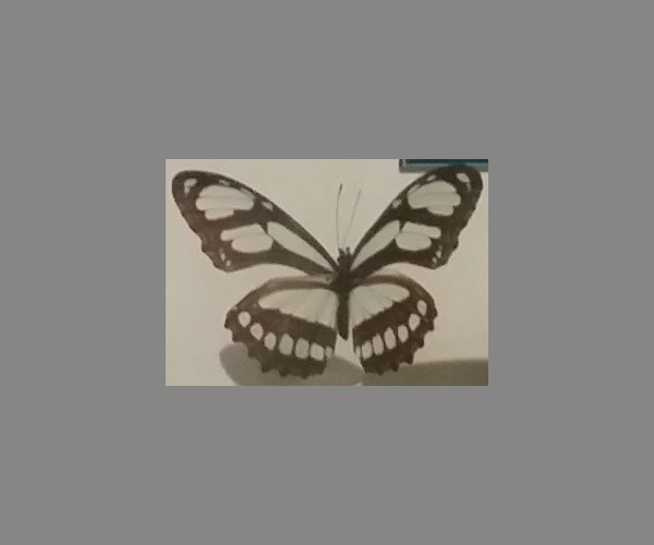袖蝶科