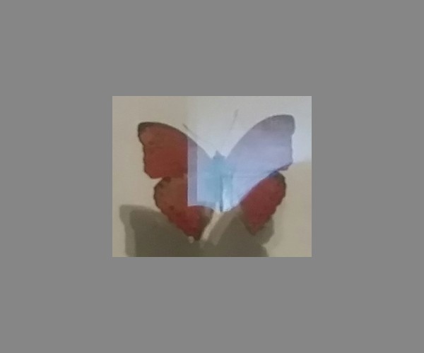 漪蛱蝶