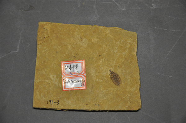 纯刺甲化石