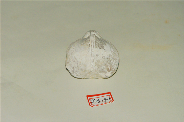 梁山石燕化石