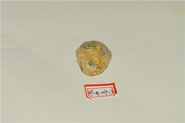 梁山石燕化石